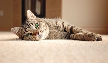 Can you use electric underfloor heating under carpet?