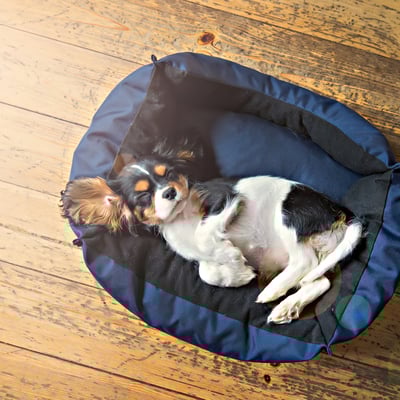 puppy-2025-03-08-04-29-12-utc
